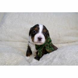 Jack - Merle male Bernedoodle puppy in Bowling Green, Ohio from Windy Creek Doodles