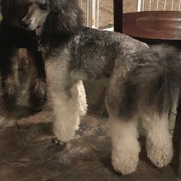 Poodle Puppies from 406 Poodles