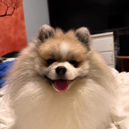 Pomeranian Puppies from Texas Tumbleweed Poms