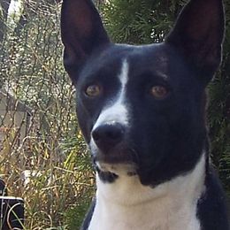 Basenjis from WayCon Basenjis