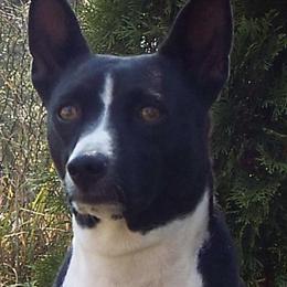 Basenjis from WayCon Basenjis