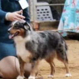 Dizzy - Miniature Australian Shepherd