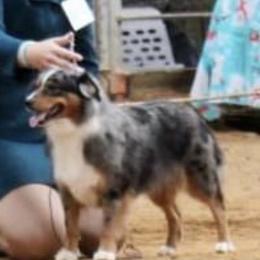 Dizzy - Miniature Australian Shepherd