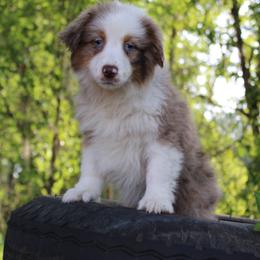 Miniature Australian Shepherd Puppies from Alexander Canines