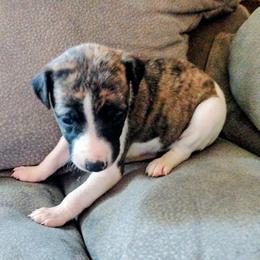 Veronica - Red brindle female Whippet puppy in Goldendale, Washington from Amulet Charm
