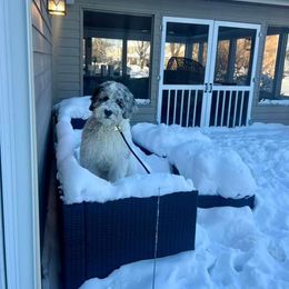 Bernedoodle and Goldendoodle Puppies from A.N.A. Doodles