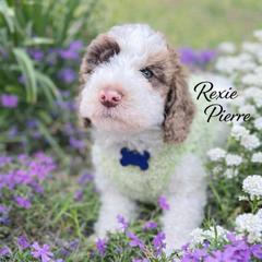Rexie - Brown male Whoodle puppy in Knoxville, Tennessee from Fleury Farm Doodles TN