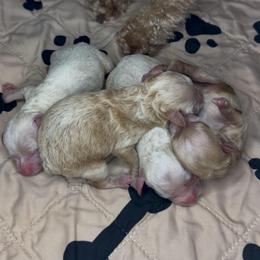 Boy 2 - Apricot male Goldendoodle puppy in Hot Springs, Arkansas from Hot Springs Kennels