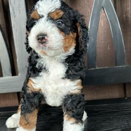 Houston - Tri-color male Bernedoodle puppy in Florence, South Carolina from Candy Doodles