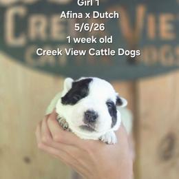 Girl 1 - Blue mottled female Australian Cattle Dog puppy in Monroe, North Carolina from Creek View Cattle Dogs