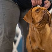 Dogues de Bordeaux and French Bulldogs from Amore Kennel