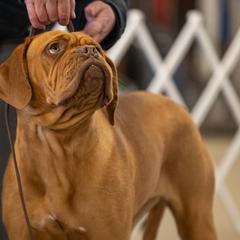 Dogues de Bordeaux and French Bulldogs from Amore Kennel