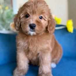 Patty - Red female Bernedoodle puppy in Yuciapa, California from AlltheDoodlez_