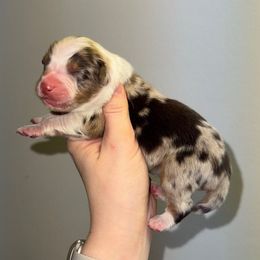 RMF 1 - Red merle female Australian Shepherd puppy in Anniston, Alabama from All Hale Aussies