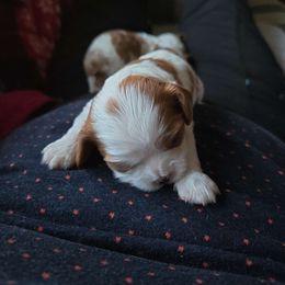 Boy #1 bentley - Cavalier King Charles Spaniel puppy from Cinnamon the Cavalier King Charles