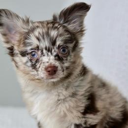 Sven - Chihuahua