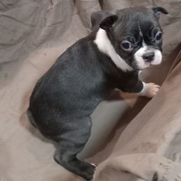 Boston Terrier Puppies from Park Kennel