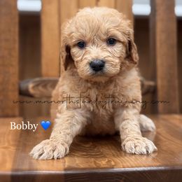 Bobby - Red  male Goldendoodle puppy in Lancaster, Minnesota from North Star Dog Training