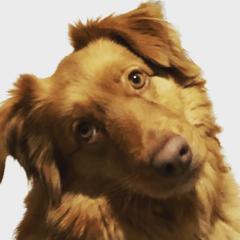 Lulu - Nova Scotia Duck Tolling Retriever