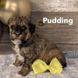 Pudding - Sable female Bernedoodle puppy in Heyworth, Illinois from Cobble Creek Puppies