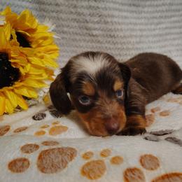 Hubble - Dapple male Dachshund puppy in Hudson, Michigan from Mittentail Kennel Miniature Dachshunds & Australian Shepherds