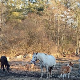 Old Time Scotch Collie Puppies from Hideaway Farm Scotch Collies