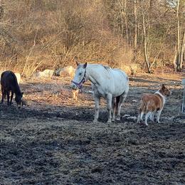 Old Time Scotch Collie Puppies from Hideaway Farm Scotch Collies