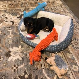 Dachshund Puppies from Birkin’ Paws