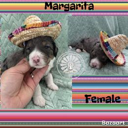 Margarita - Blue merle female Bernedoodle puppy in Godwin, North Carolina from Farm Sweet Farm Doodles