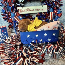 Girl 3 - female Golden Retriever puppy in Marquette County, Michigan from Aurora's Northern Goldens