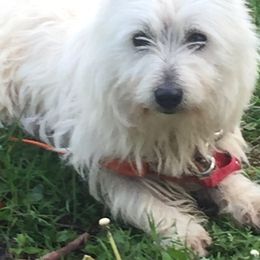 Titus - West Highland White Terrier