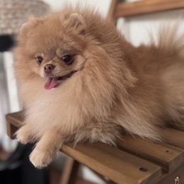 Honey - Pomeranian