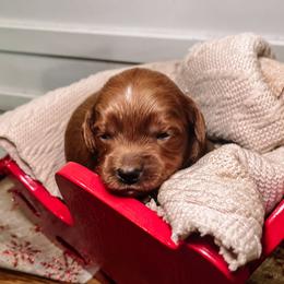 F1B Toy Goldendoodle Coco - Red  female Goldendoodle puppy in Redding, California from Casa Delarosa Poodles & Doodles Collective