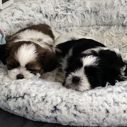 Shih Tzu Puppies from Suncoast Shih Tzus