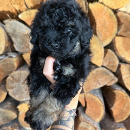 Latte - Phantom female Double Doodle puppy in Horseshoe Bend, Idaho from Over the Moon Poodles and Doodles