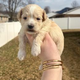 Yoda - Cream male Maltipoo puppy in Morehead, Kentucky from Paw Perfect Pets