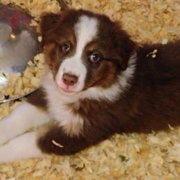 Australian Shepherd Puppies from High Desert Aussies