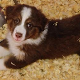 Australian Shepherd Puppies from High Desert Aussies