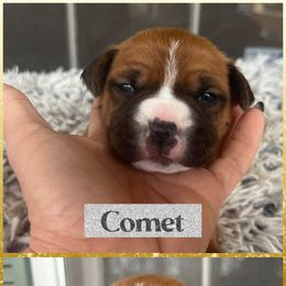 Comet - Red female American Staffordshire Terrier puppy in Marietta, Georgia from Ambition Amstaffs