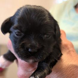 Chuck - Black male Lhasa Apso puppy in Fort Worth, Texas from Cynthia's Lhasa Apsos