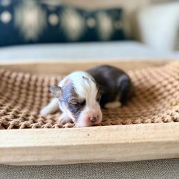 Donner - Red male Pembroke Welsh Corgi puppy in Payson, Utah from Spring Creek Aussies + Corgis