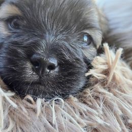 Mal-Shi Puppies from Gemstone Exclusive Pups of Florida