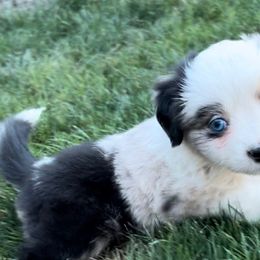 Female 2 - Blue merle Miniature Australian Shepherd puppy in Visalia, California from Furrever.Mini.Aussies.llc