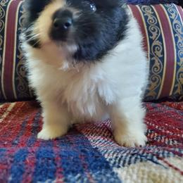 Companion Cross, Pomeranian, and Sheepadoodle Puppies from Fluffy Wonders Poms and Doodles