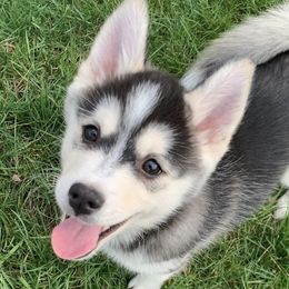 Pomskies from Strawberry Moon Pomskies