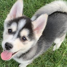 Pomskies from Strawberry Moon Pomskies