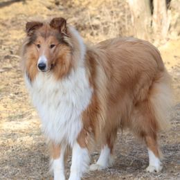 Hitch - Collie