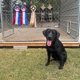 Mako - Labrador Retriever