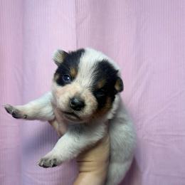 Optimus Prime - Blue male Australian Cattle Dog puppy in Rosharon, Texas from 4Surge Cattle Dogs