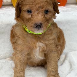 Light green mushrooms - Red  male Goldendoodle puppy in Rush, New York from Care Bear Puppies